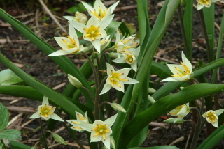 Tulipa turkestanica bestellen